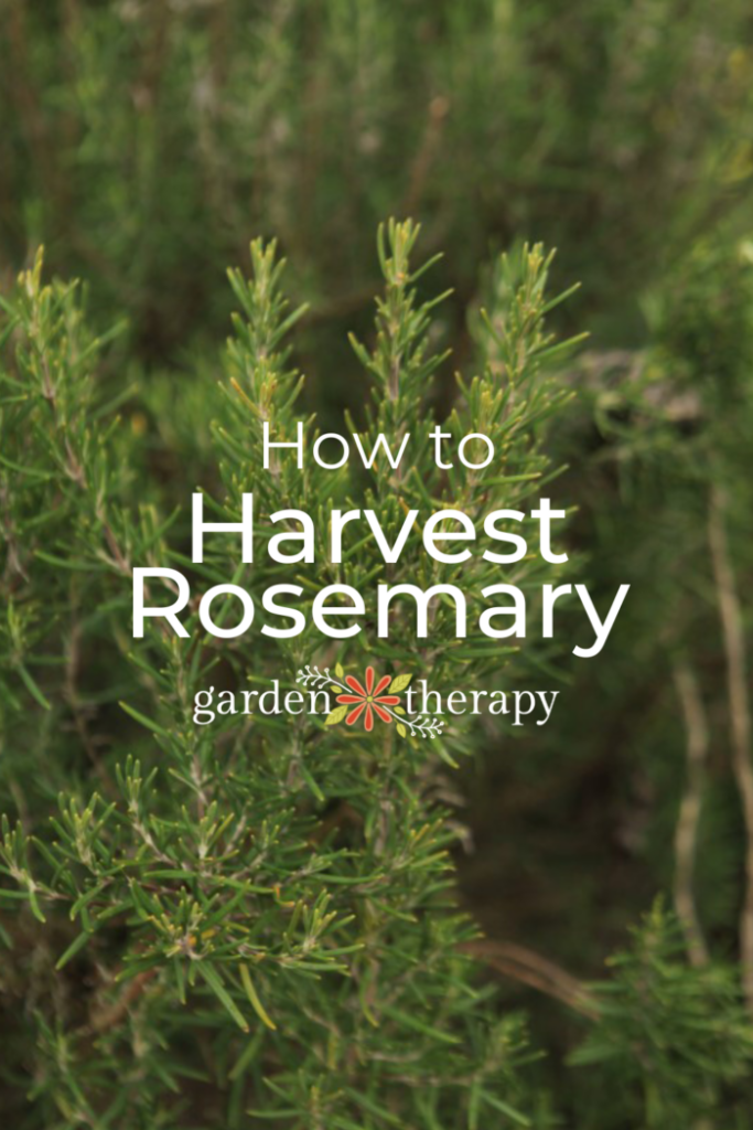 Pin image for how to harvest rosemary.