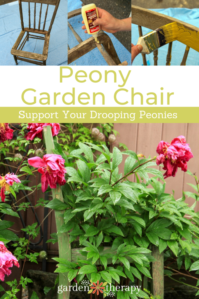 Pin image for a DIY peony garden chair to help support drooping peonies.