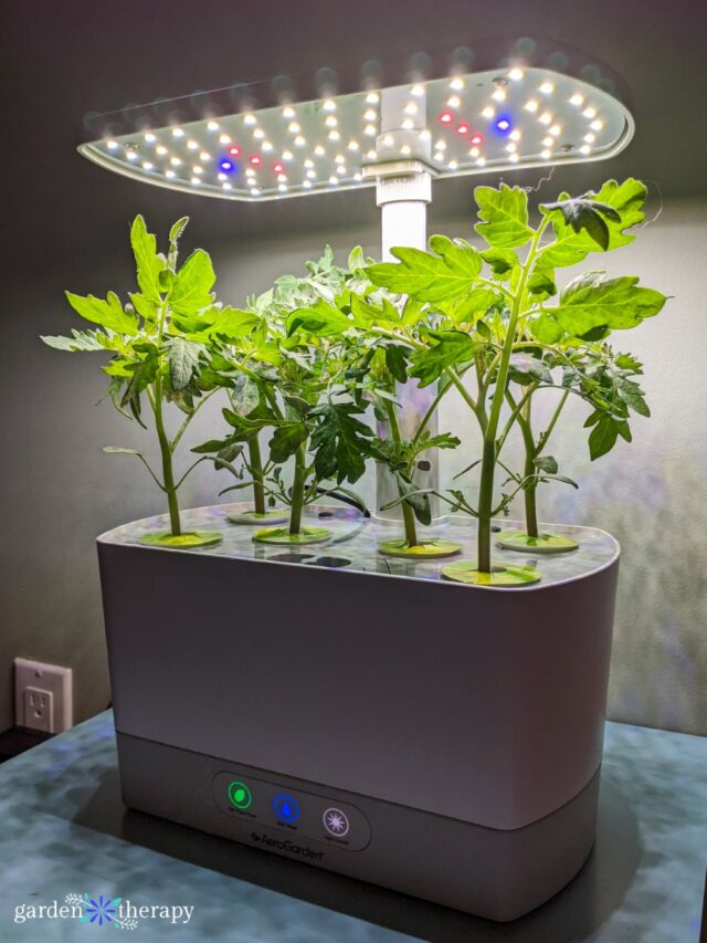 Is an AeroGarden Worth It? A Realistic Look Garden Therapy