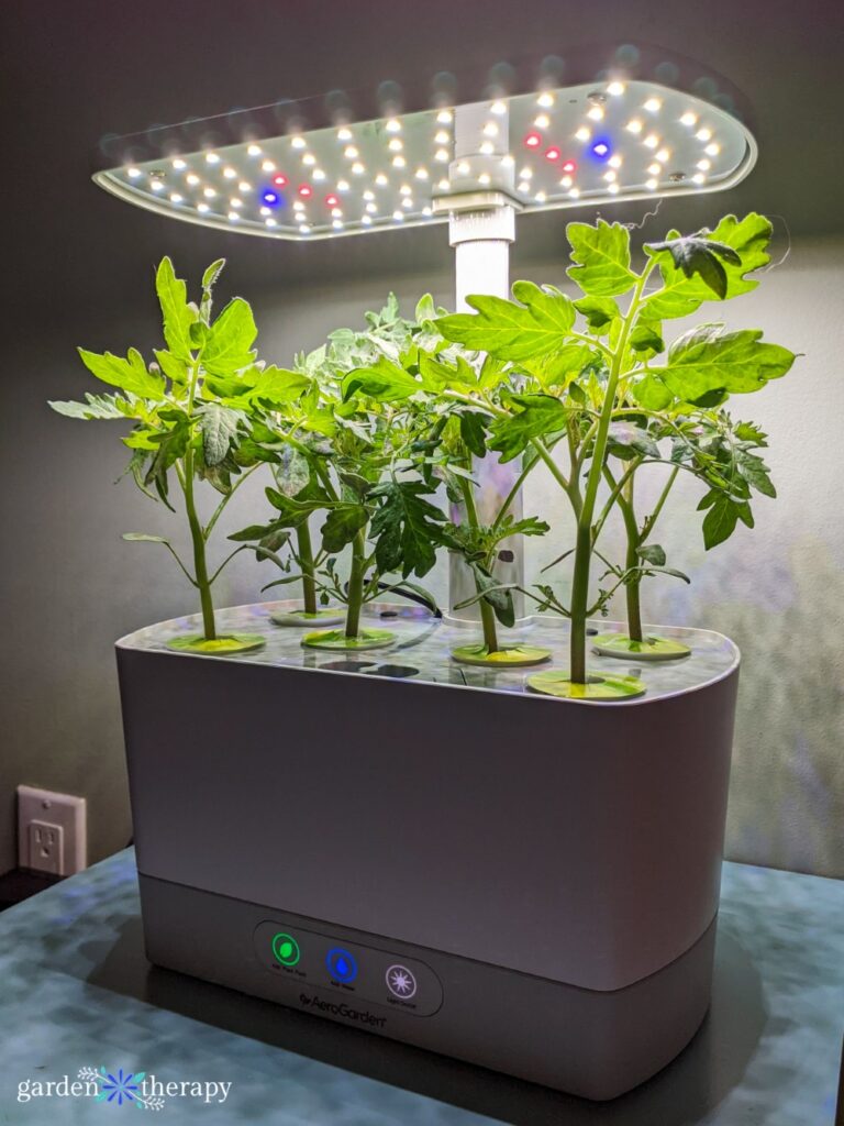 Plántulas de tomate bajo las luces de Aerogarden