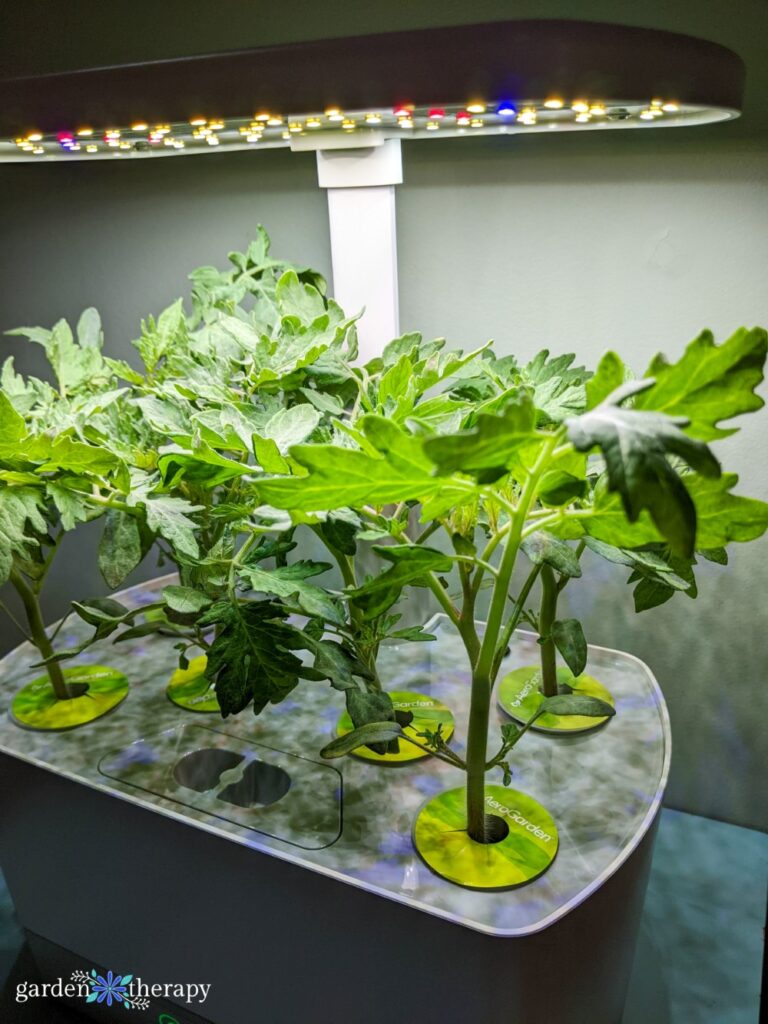 grandes plántulas de tomate bajo luces aergarden