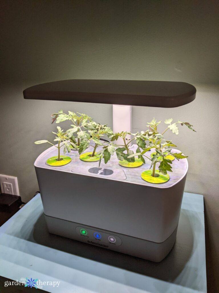 Plántulas de Aerogarden bajo luces de cultivo a las 2 semanas