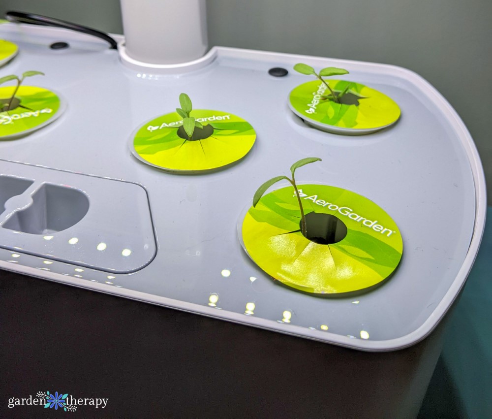 aerogarden tomato seedlings