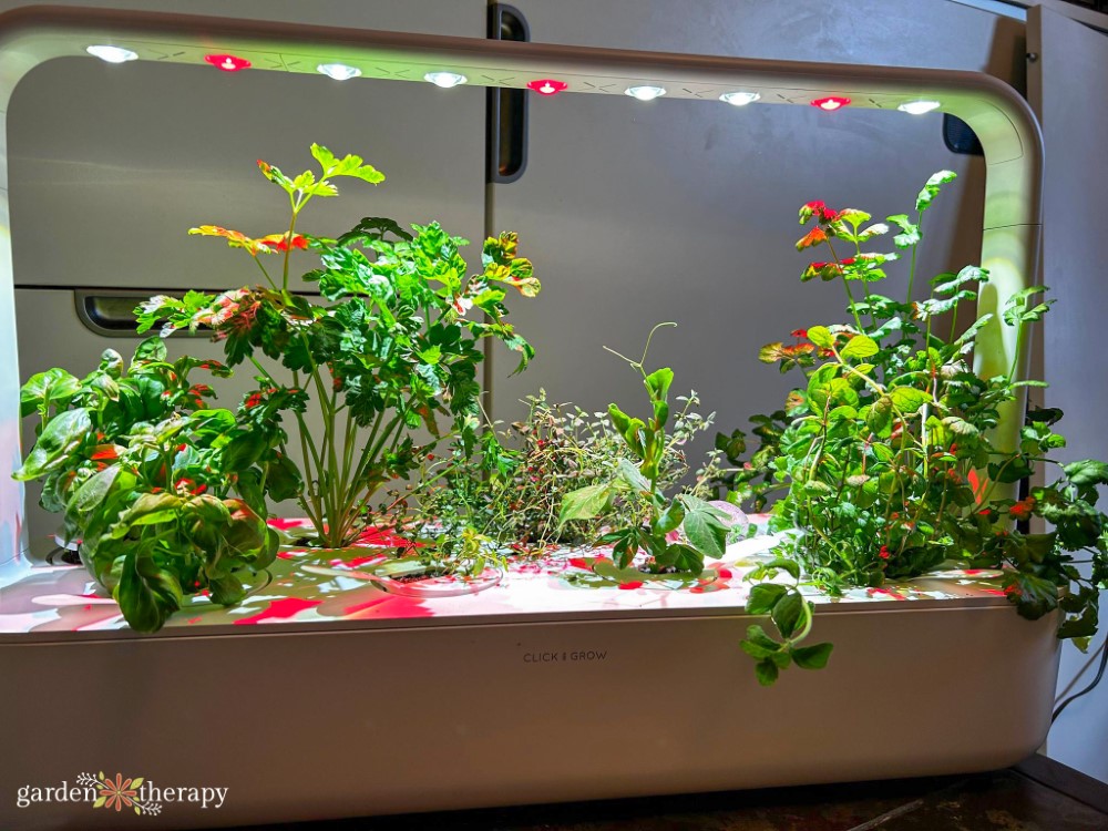 Is an AeroGarden Worth It A Realistic Look Garden Therapy