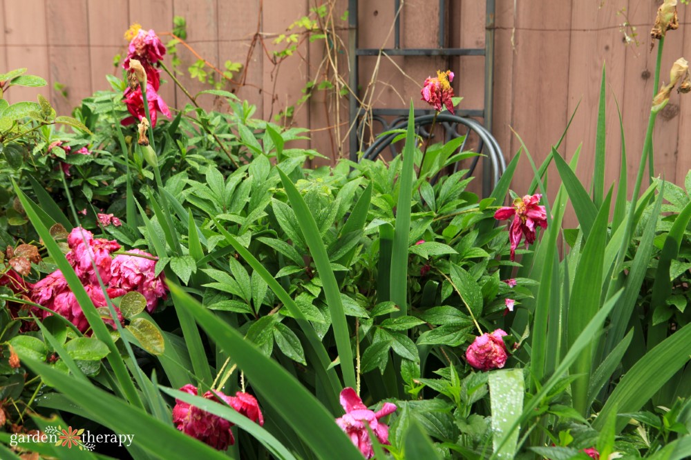 peonies wet from a storm but still upright