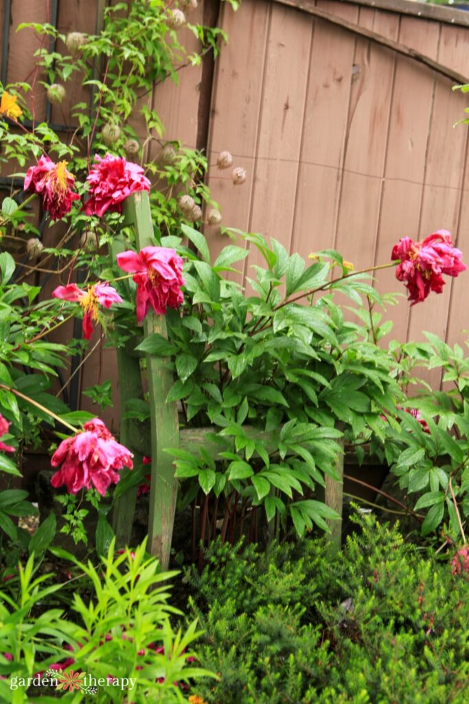 peonies after peak bloom supported by wooden green peony chair