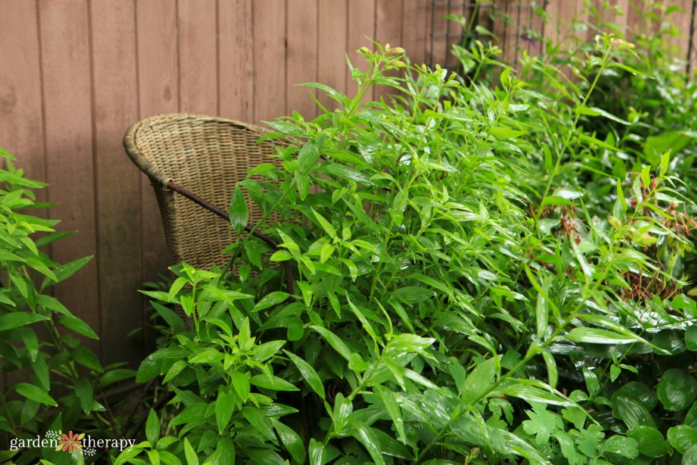 peonies before blooming supported by wicker chair