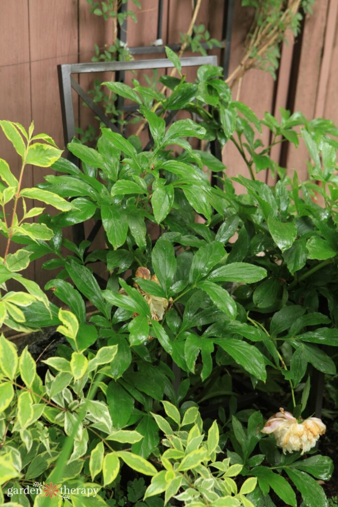 peonies before blooming supported by peony chair