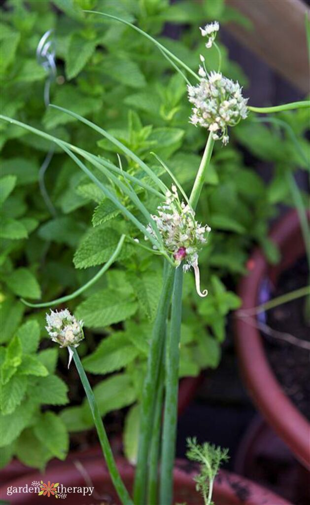 tree onion stalks