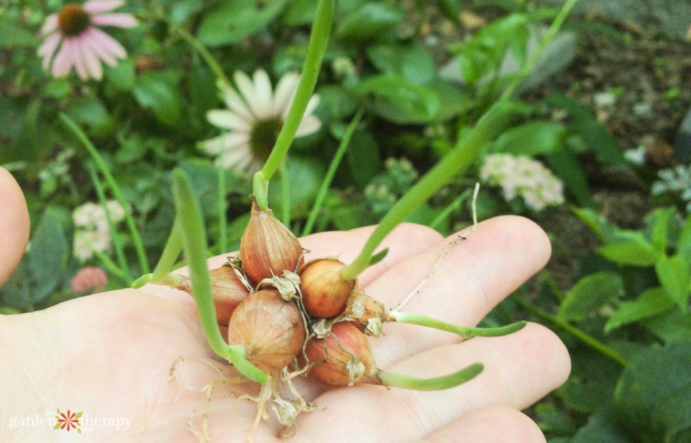 hand holding Egyptian walking onions bulbils