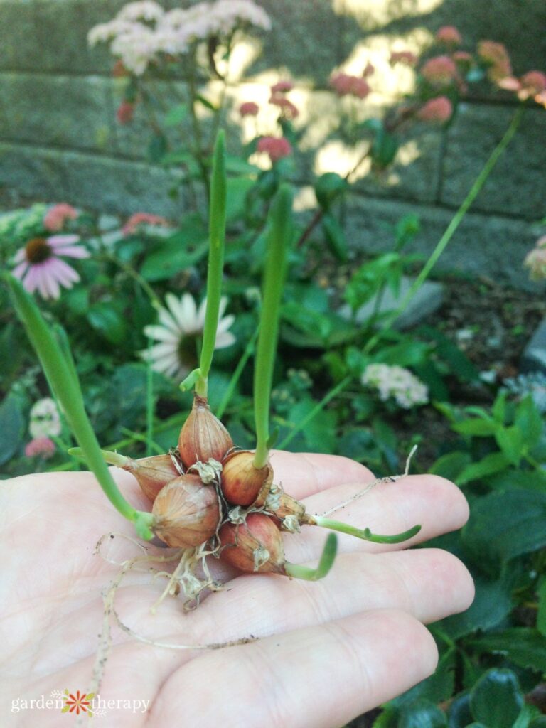 hand holding Egyptian walking onions bulbils