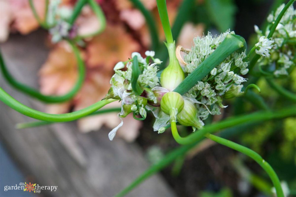 Egyptian walking onions bulbils