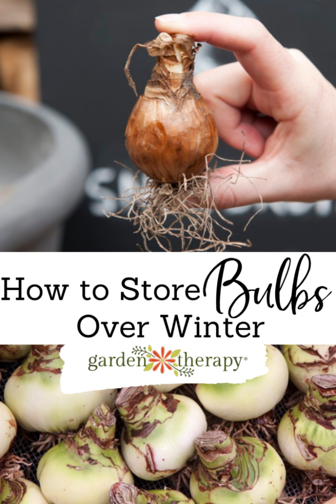 Pin image for how to store bulbs over winter