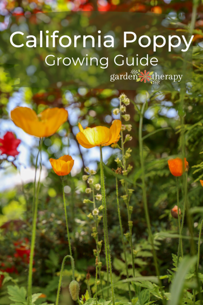 Pin image for a California poppy growing guide