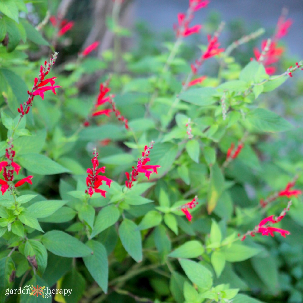 pineapple sage