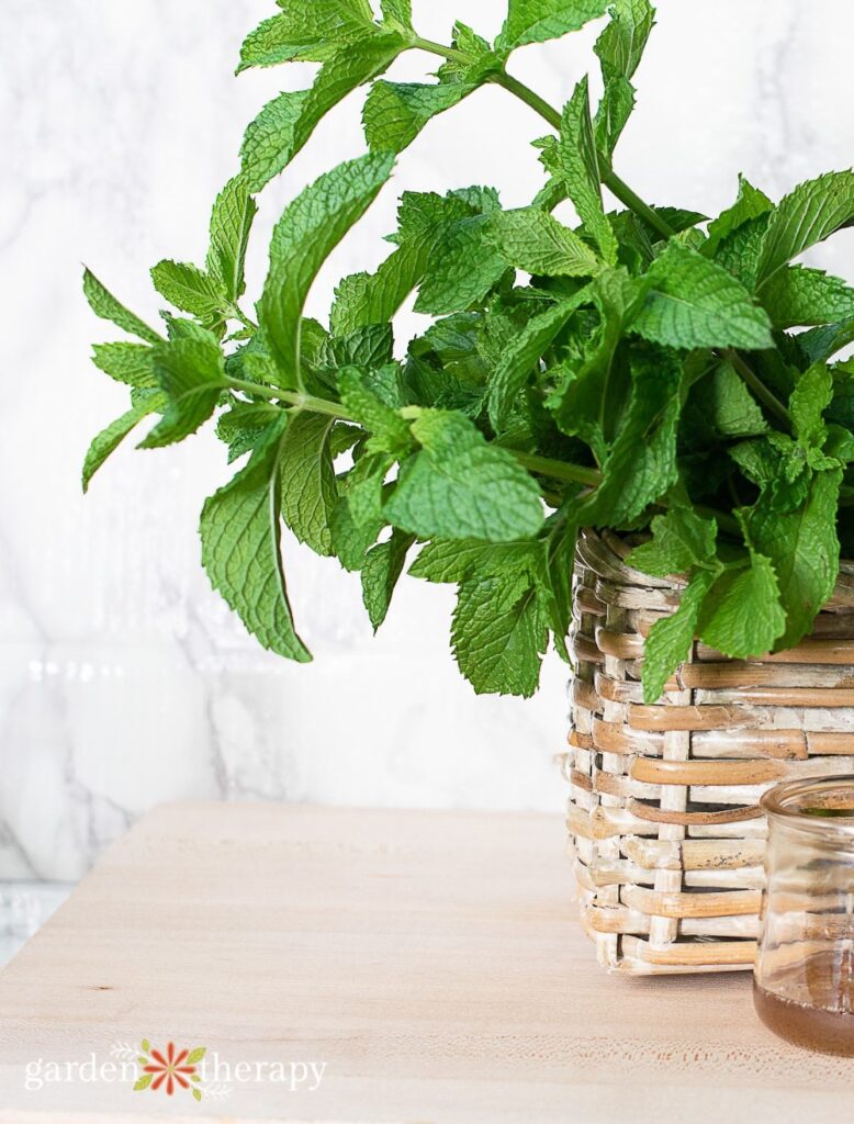 harvesting mint in a basket