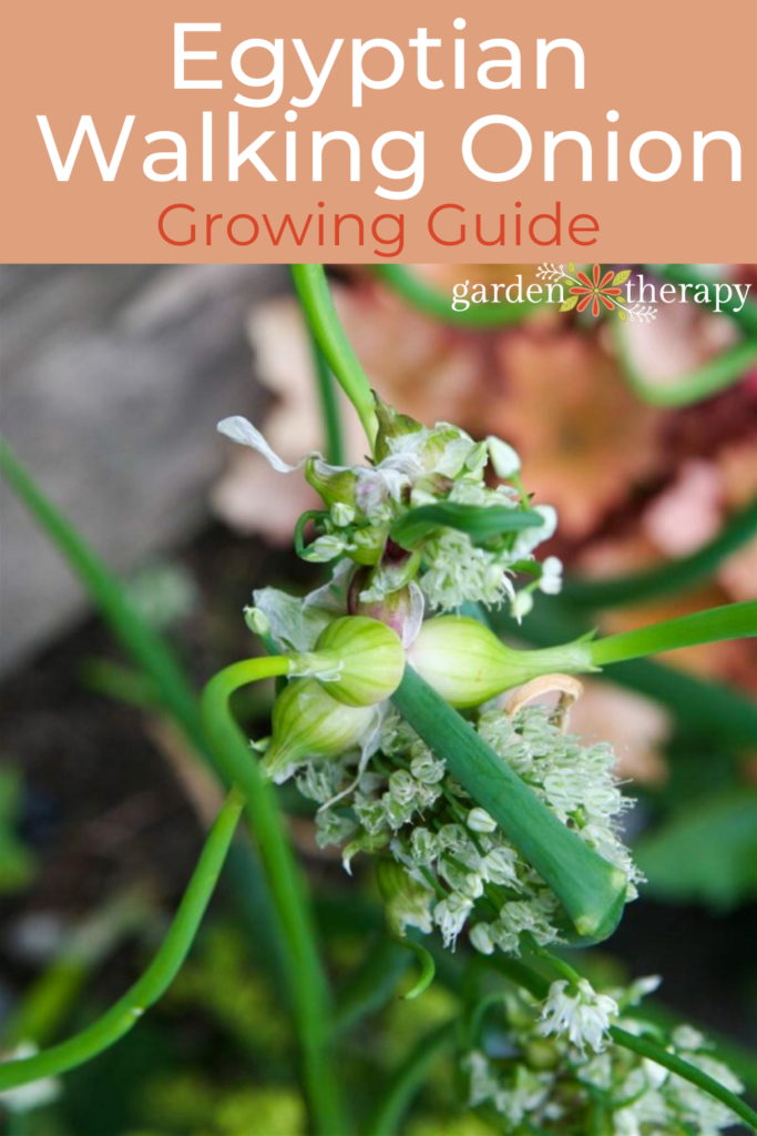 Pin image for how to grow Egyptian walking onions