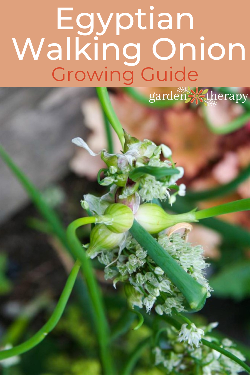 How to Grow Egyptian Walking Onions—The Weirdest Onion Around Garden