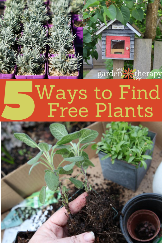 Pin image for how to find free garden plants in your neighborhood