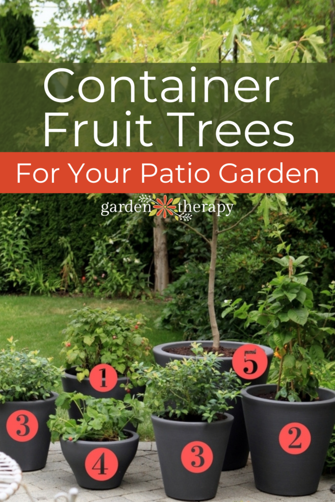 Pin image for container fruit trees for a patio fruit garden