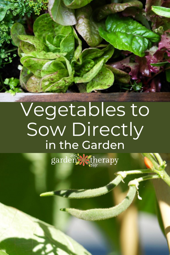 Pin image for vegetables to sow directly in the garden