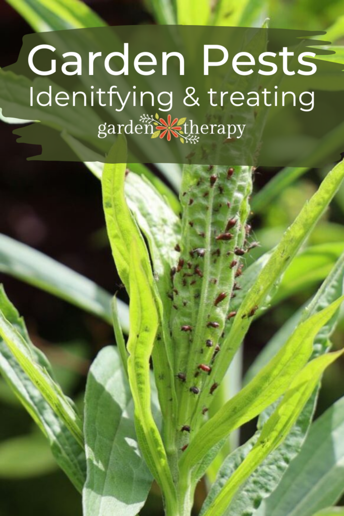 Pin image for how to identify and treat the most common garden pests.