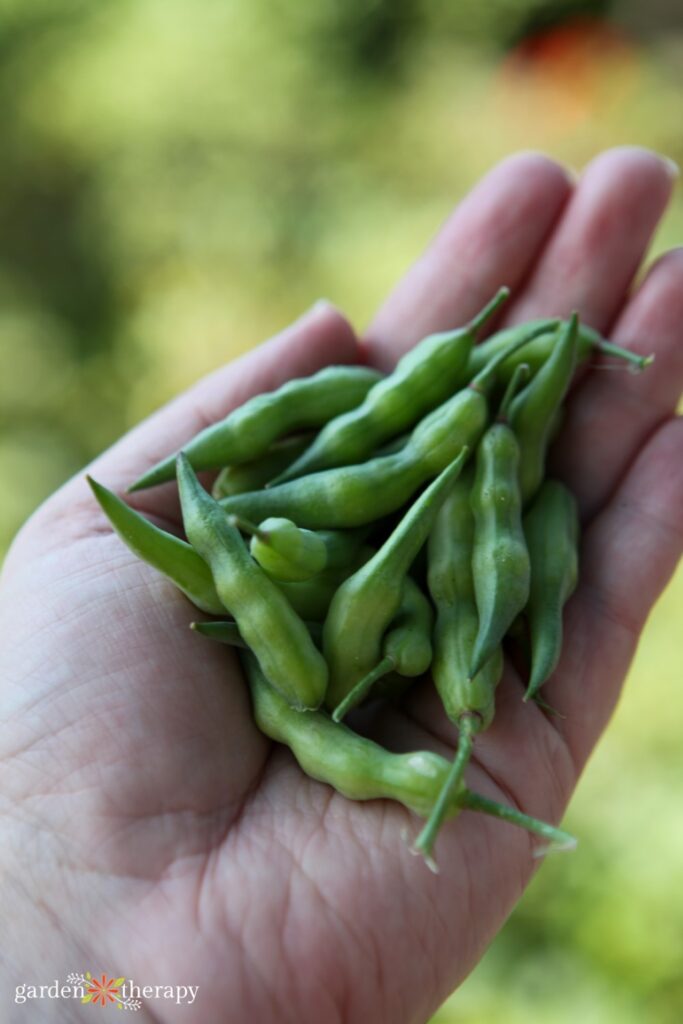 handful of freshly picked radish pods