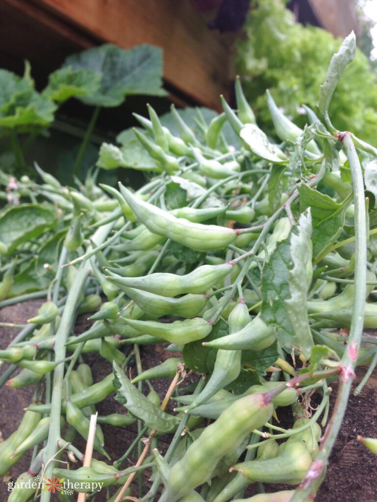 radish pods are a rare vegetable you can only grow