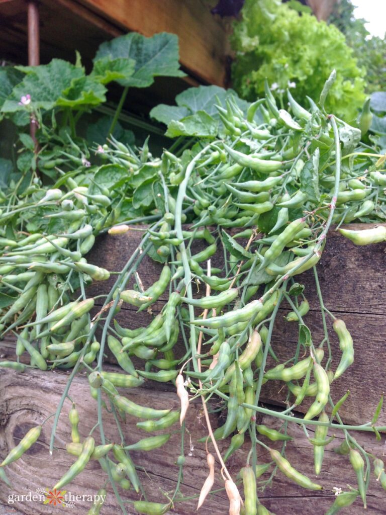 radish plant that has gone to seed with radish seed pods