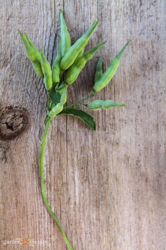 stem of radish pods