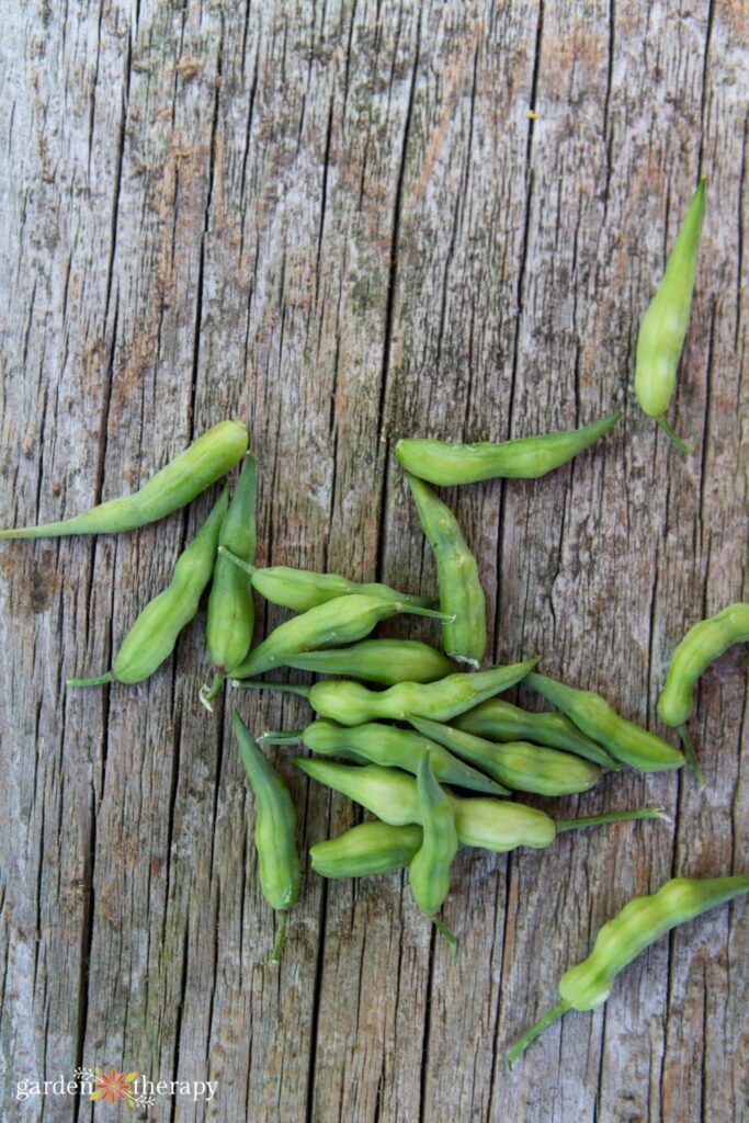 radish pods on wood background