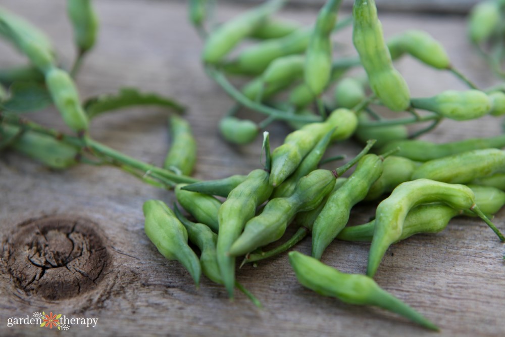 radish pods on wood table