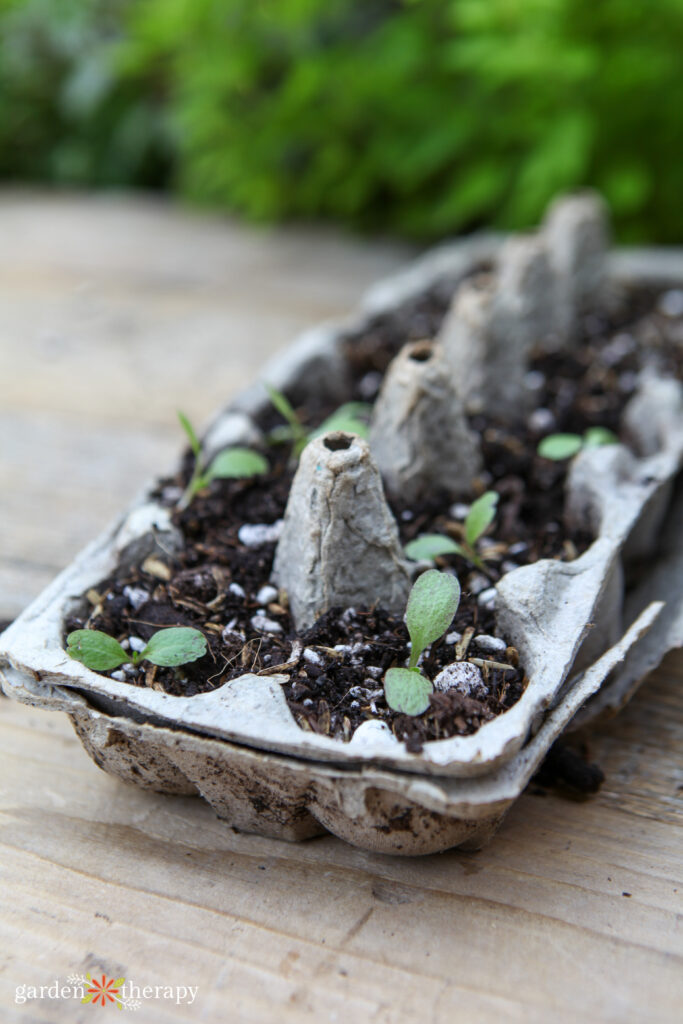 seedlings growing in egg carton