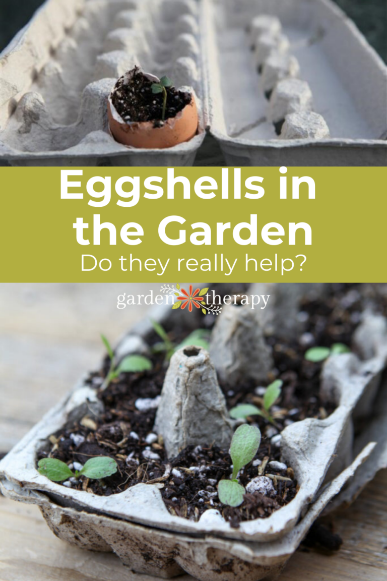 The Truth About Using Eggshells in the Garden Do They Really Help