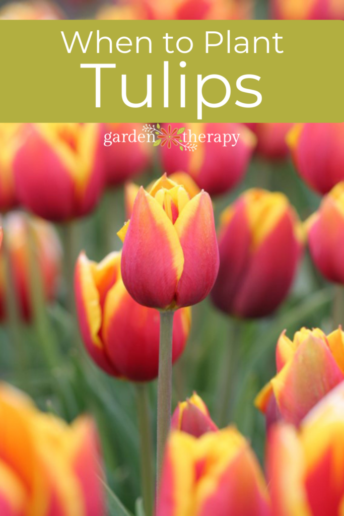 Pin image for when to plant tulips