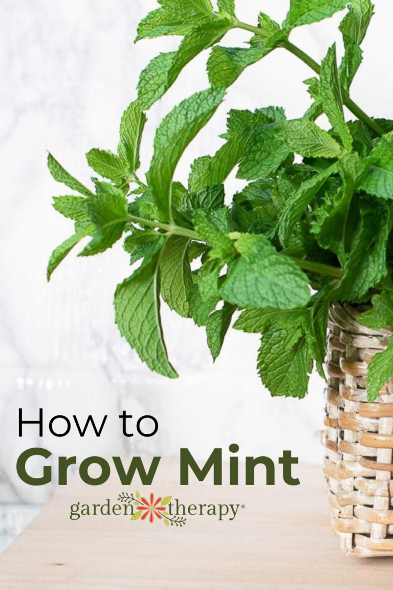 How to Grow Mint for Tons of Refreshing Greenery - Garden Therapy