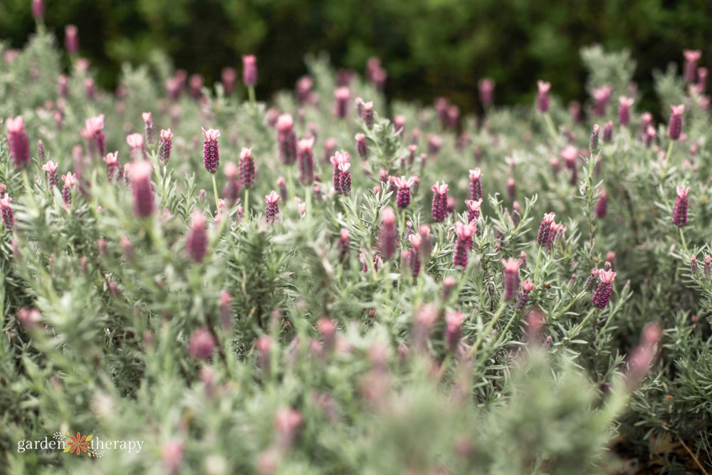 lavender is a zodiac plant for Virgo