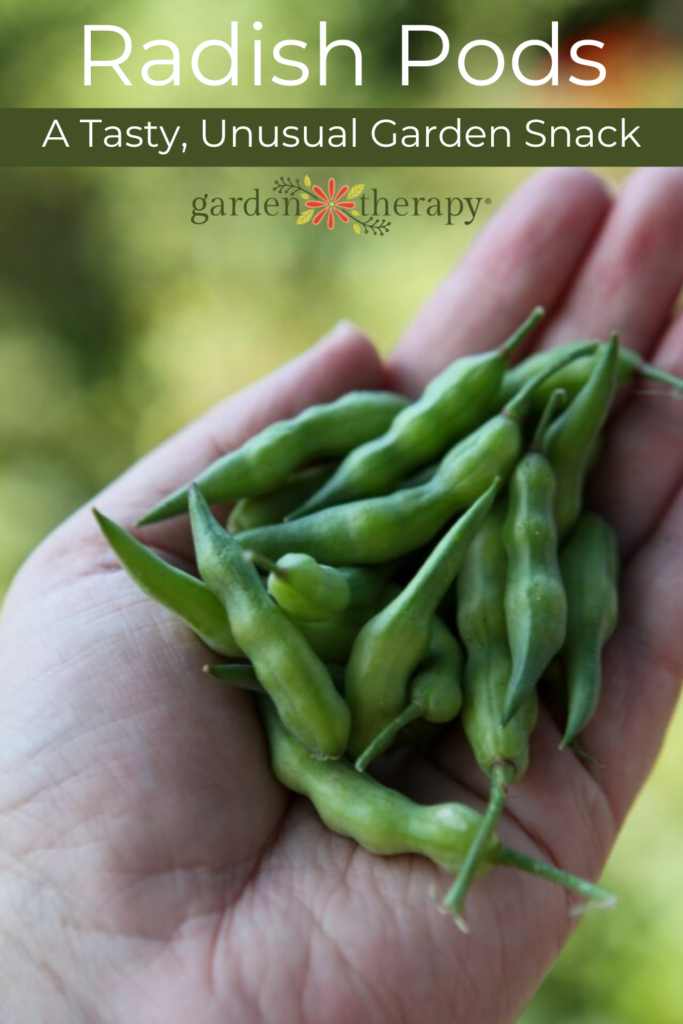 Pin image for radish pods, a tasty and unusual garden snack.