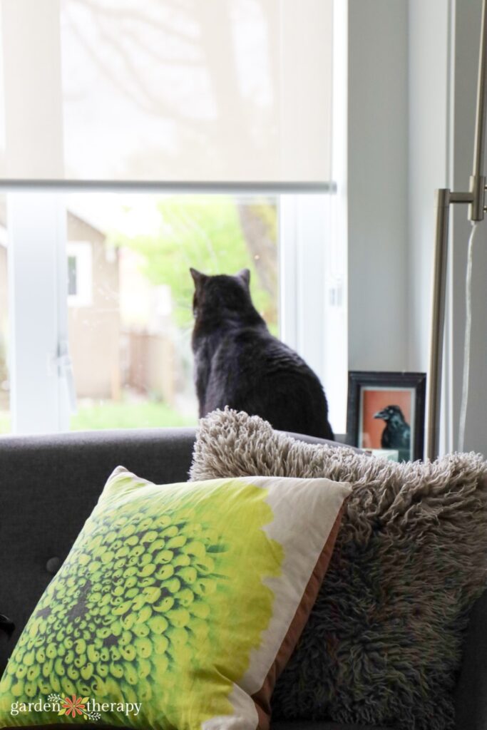 cat in window with throw pillows on the couch