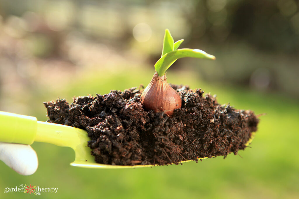 partially blooming flower bulb on scoop of soil