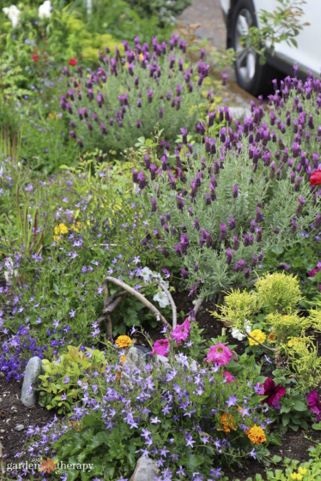 in ground bed with lavender and other flowers