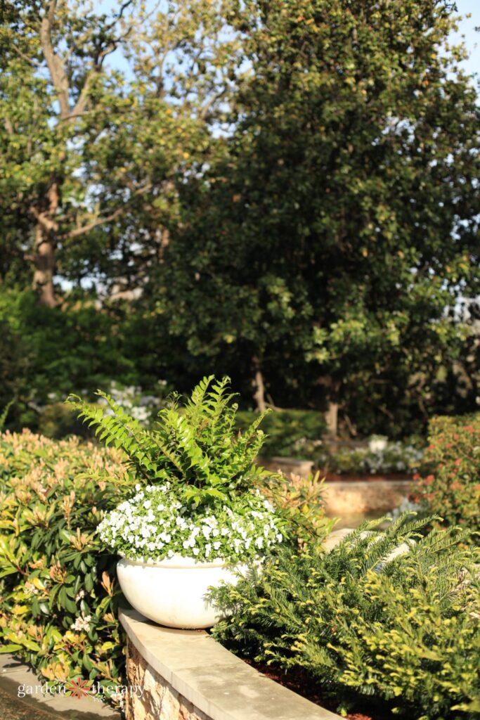 moon garden pathway with white flowers in container