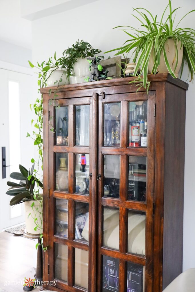 plants on cabinet for apartment decor