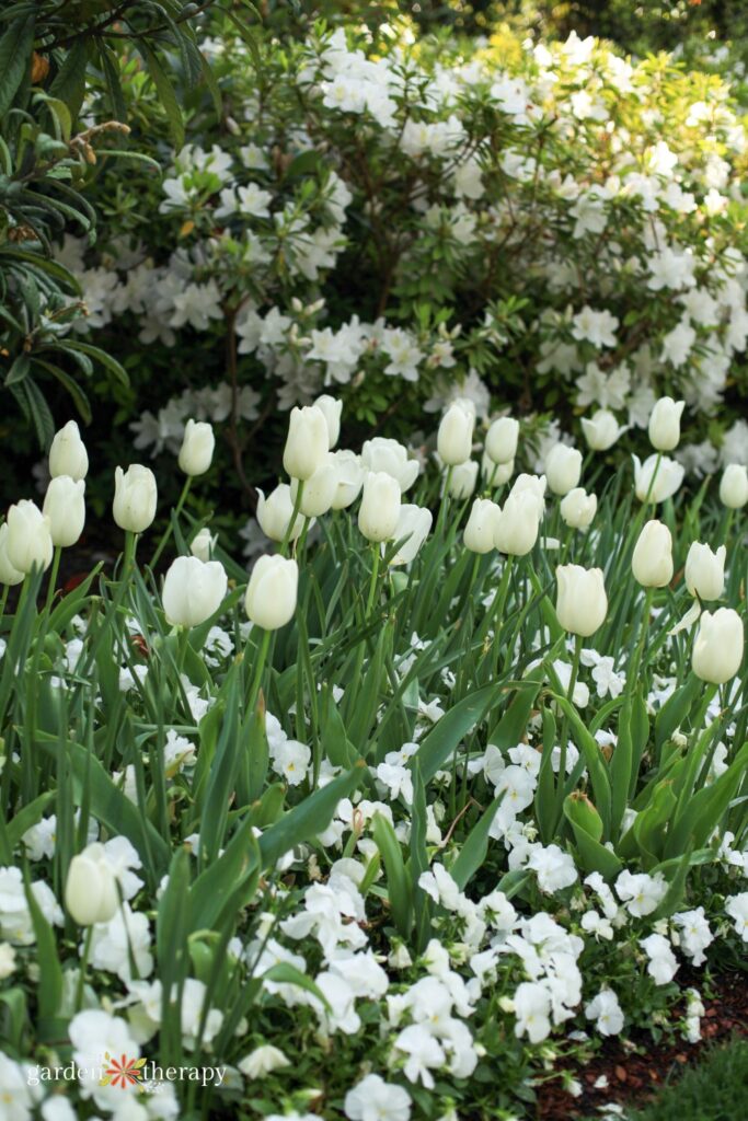 white flowers in the daytime