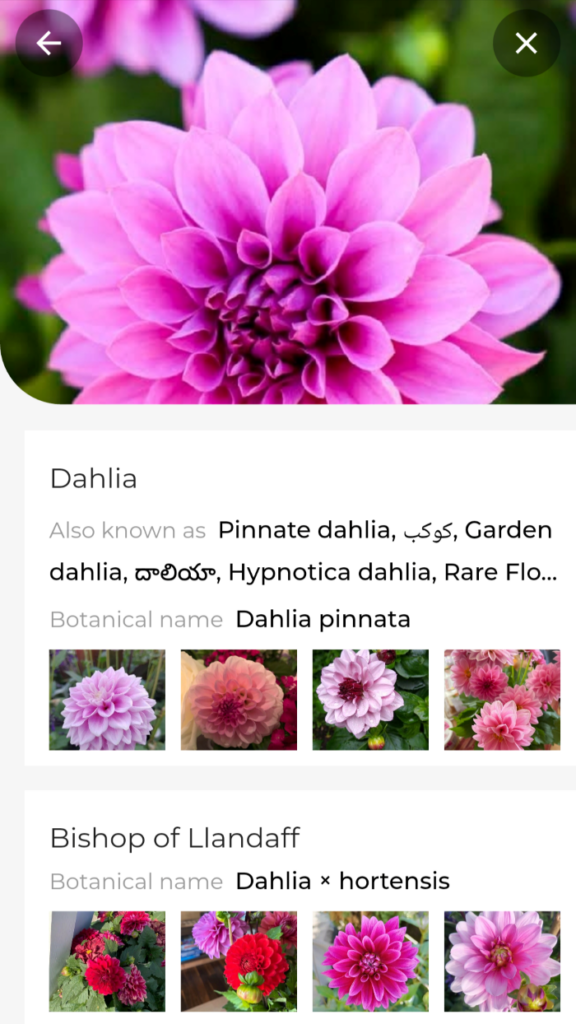 Leafsnap gardening app dashboard identifying dahlia