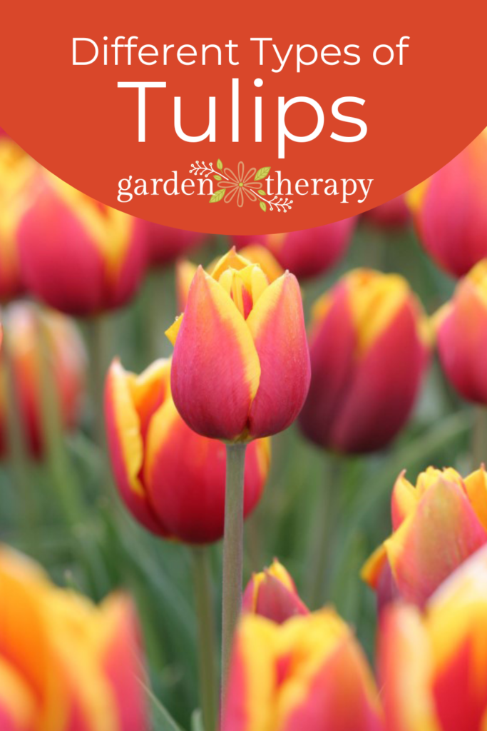 Pin image for the different types of tulips