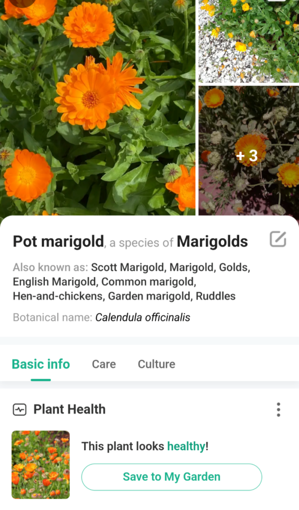 Picture This gardening app dashboard identifying calendula