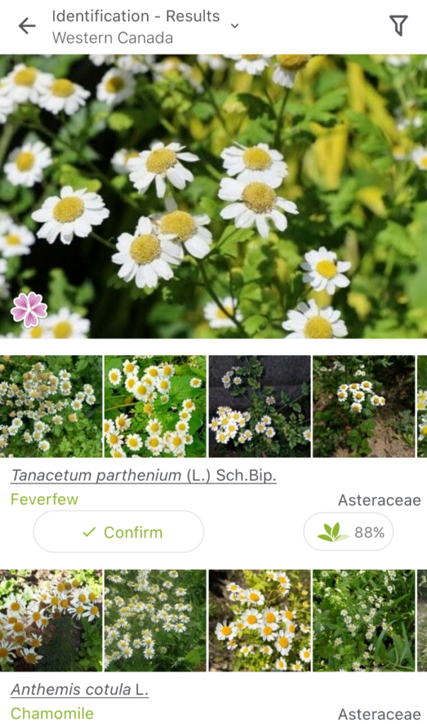 Plantnet gardening app dashboard identifying feverfew