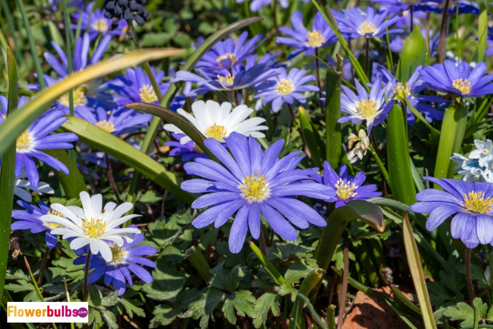 Anemone Blanda