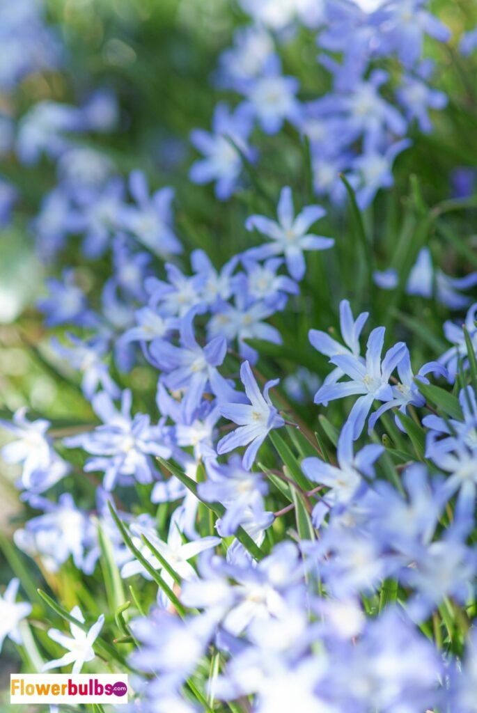 Chionodoxa luciliae